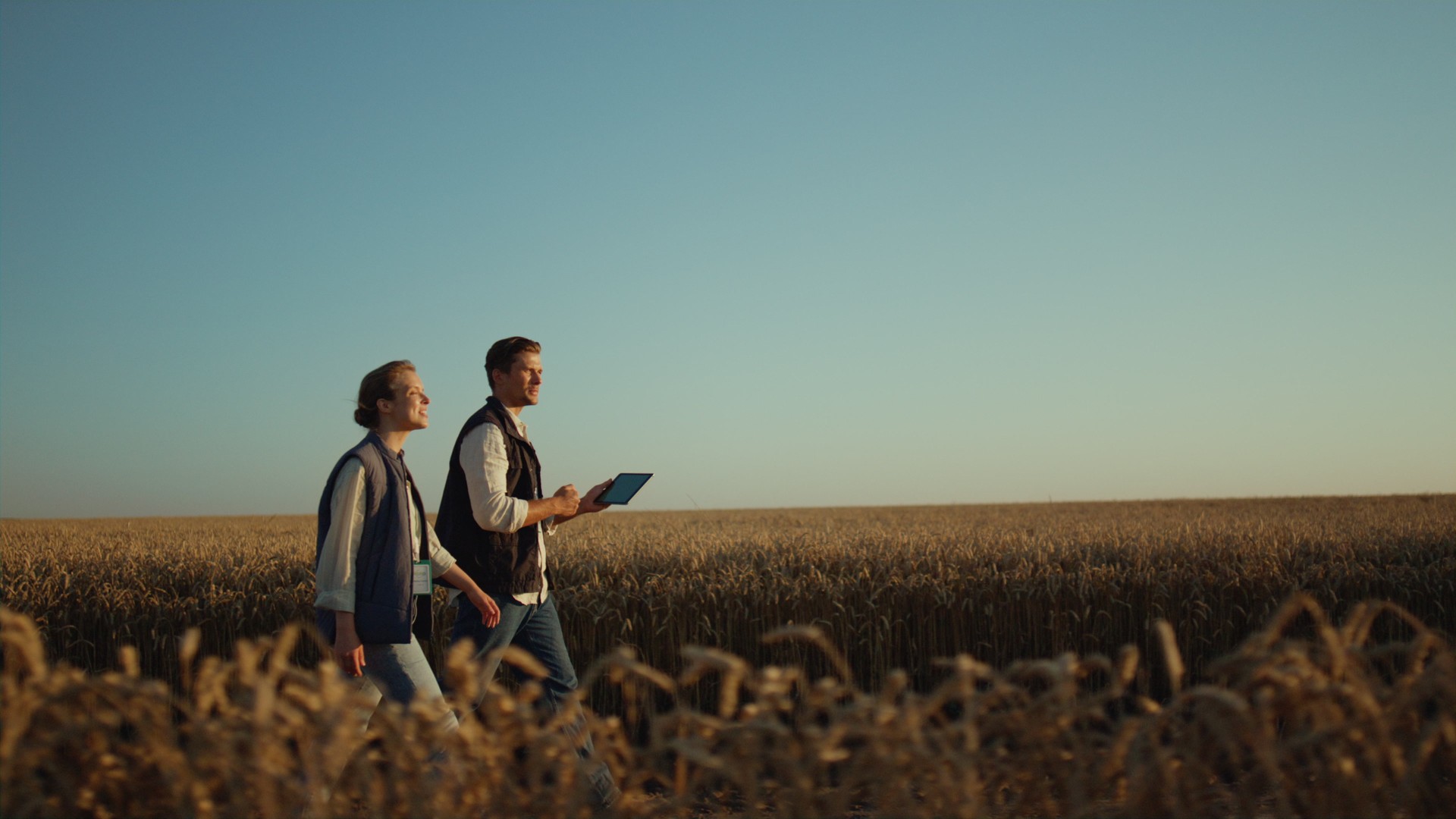 Two farmers inspecting wheat harvest in golden sunlight. Rural landscape view.